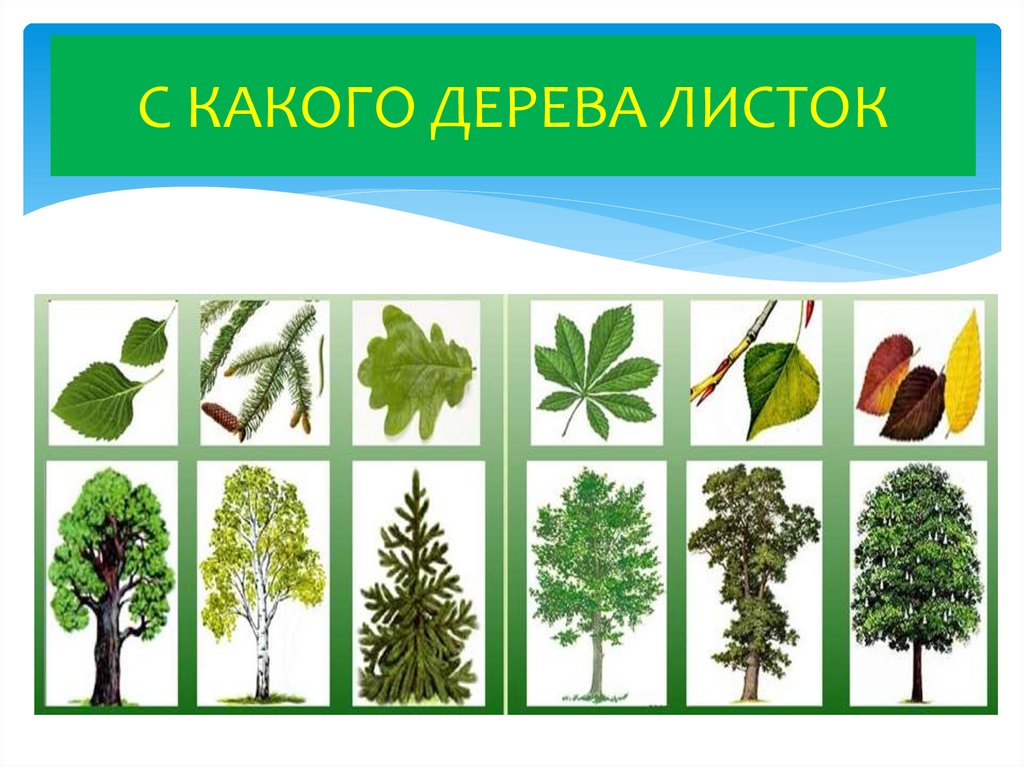 5 лиственных растений. Лиственные и хвойные деревья. Хвойные и лиственные породы деревьев. Лиственные растения. Лиственные растения для детей.