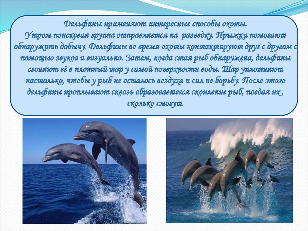 Дельфины применяют интересные способы охоты. Утром поисковая группа отправляется на разведку. Прыжки помогают обнаружить