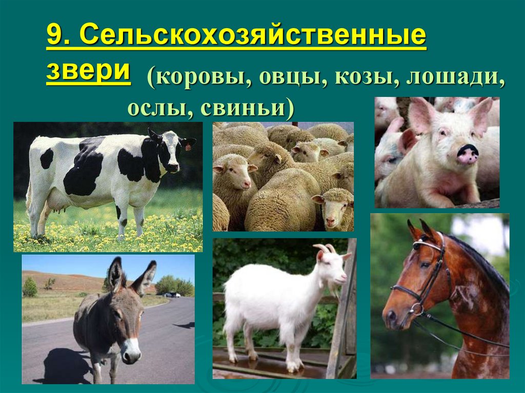 Корова коза овца свинья. Коровы овцы козы. Корова свинья баран. Млекопитающие животные корова. Корова коза баран.