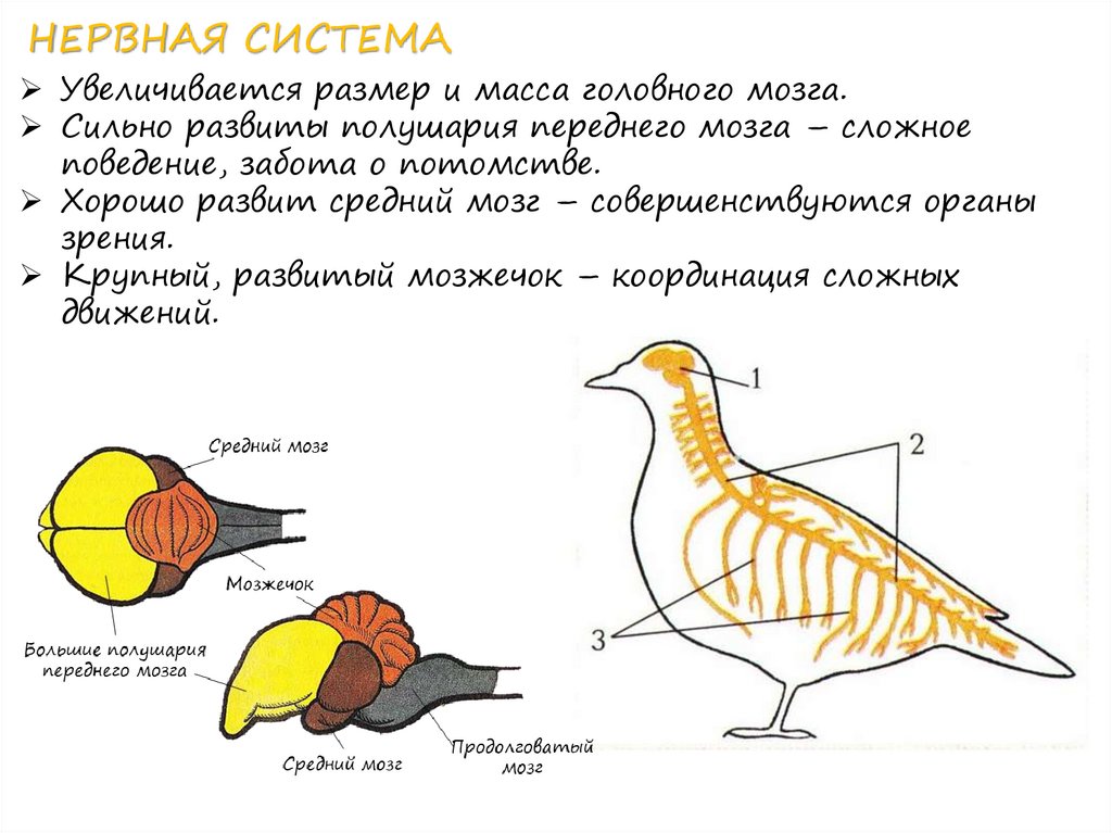 Средний мозг у птиц