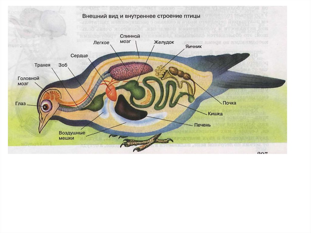 Особенности строения и жизнедеятельности птиц 8 класс. Внутреннее строение птиц. Ухо птицы строение. Внутреннее строение птиц анатомия. Строение кожи птиц.