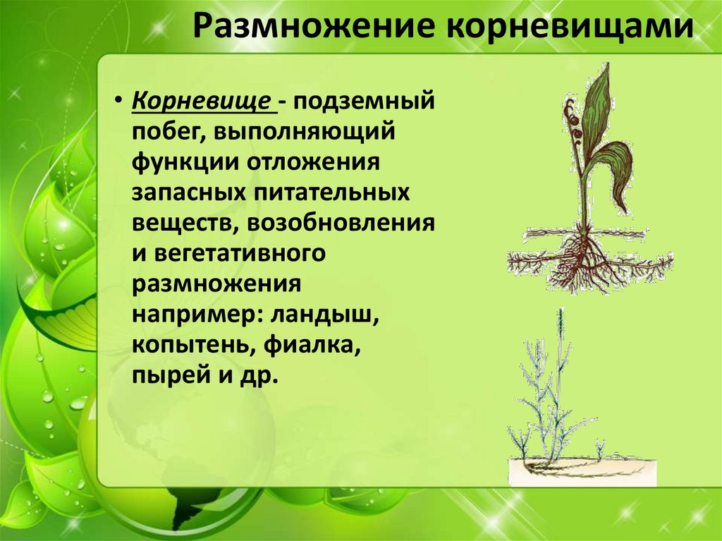 Корневище это орган вегетативного размножения растений. Вегетативное размножение животных. Культура тканей вегетативное размножение. Преимущества вегетативного размножения.