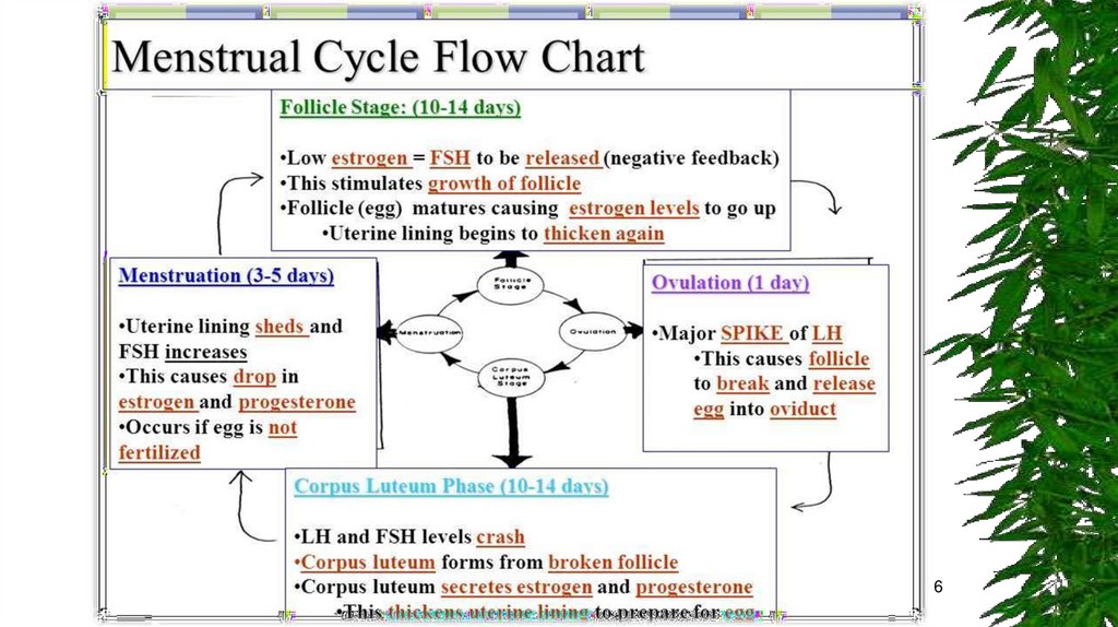 Menstrual Cycle And It S Disorders Prezentaciya Onlajn