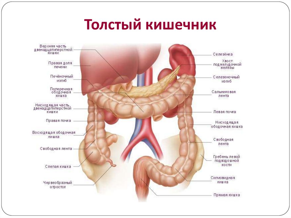 Внутренняя поверхность кишечника. Отделы тонкого и Толстого кишечника человека схема. Тонкая кишка двенадцатиперстная кишка анатомия. Строение Толстого кишечника человека анатомия. Тонкий и толстый кишечник анатомия строение.