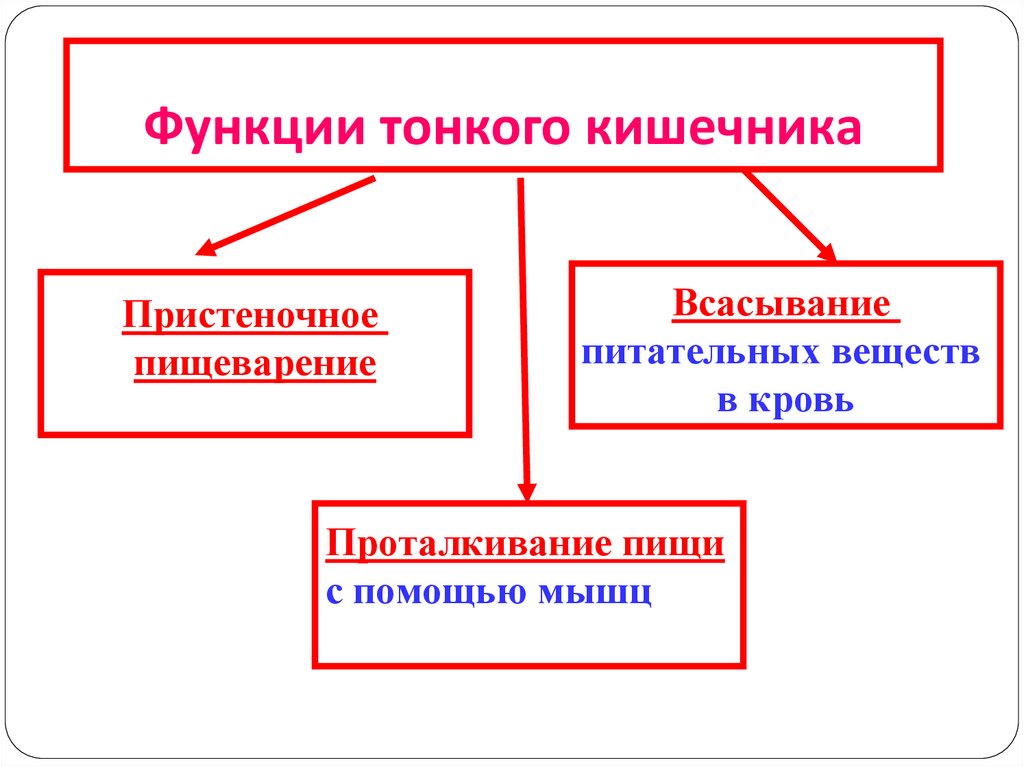 Таблица пищеварение в кишечнике всасывание питательных веществ