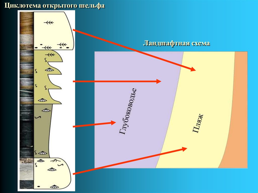 Циклотема открытого шельфа