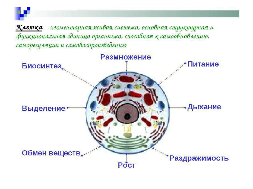 Основная структурная и функциональная единица жизни. Схема клетка Живая система. Схема клетка Живая система 5 класс. Схема клетка Живая система биология 5. Схема клетка Живая система 5 класс биология.