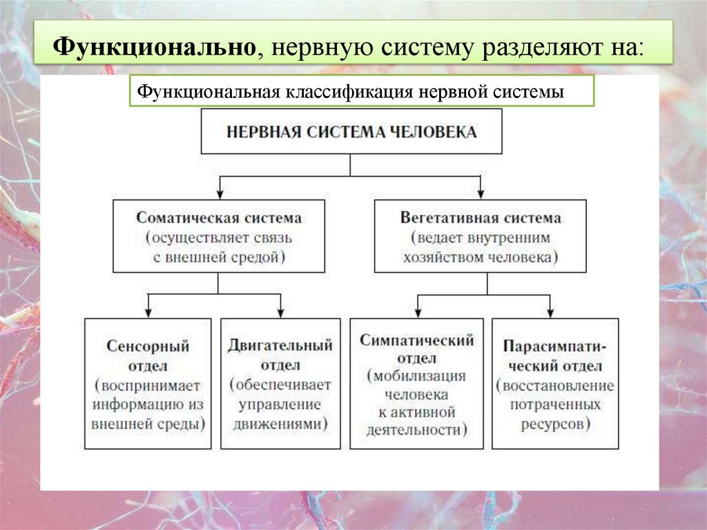 Небылицын классификация нервной системы. Классификация нервной системы. Классификация нервной системы по функциям. Классификация нервов по функциям. Классификация нервной системы схема.