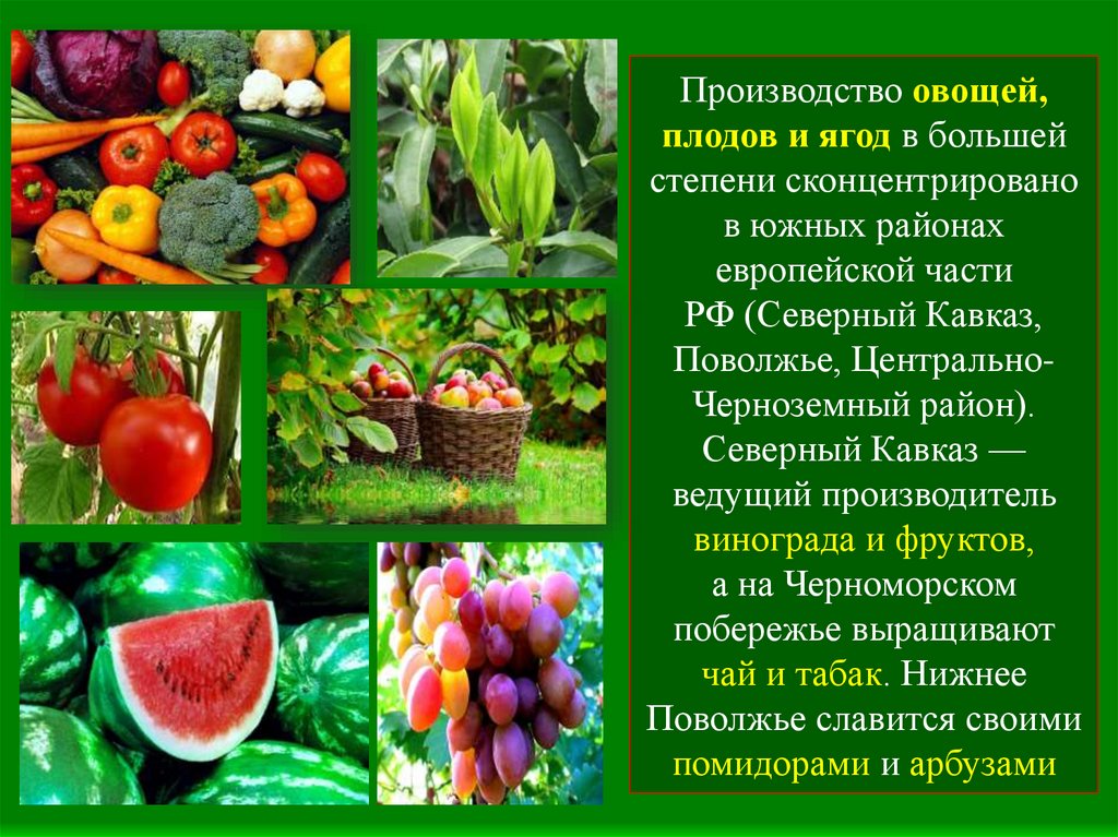 Какие овощи являются ягодами. Культурные сельскохозяйственные растения. Плодово ягодные и овощные растения. Плодовые культурные растения. Что такое плодовые, культурные культуры.