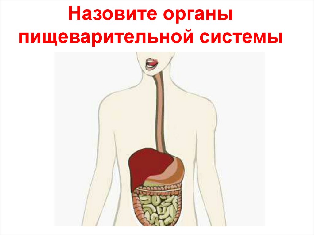 Тест система органов пищеварения. Пищеварение в желудке и кишечнике рисунок. Пузырьки на органах пищеварения. Правила гигиены органов пищеварения.