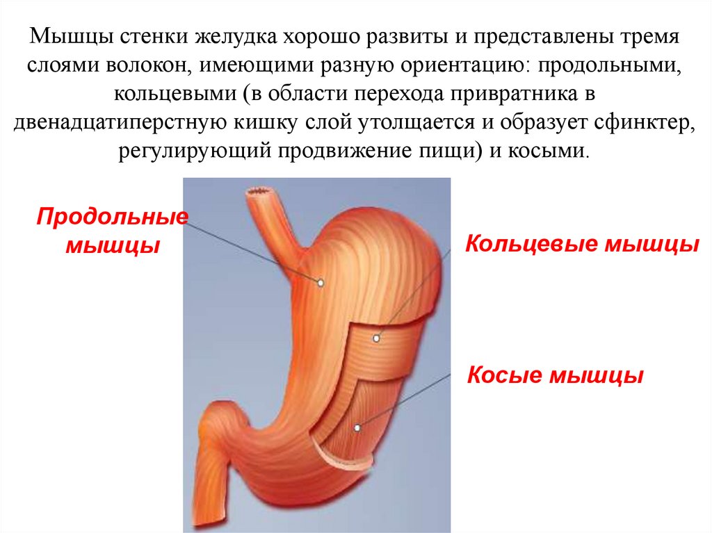 Строение желудка 8 класс. Особенности строения желудка человека. Строение желудка с клапанами.