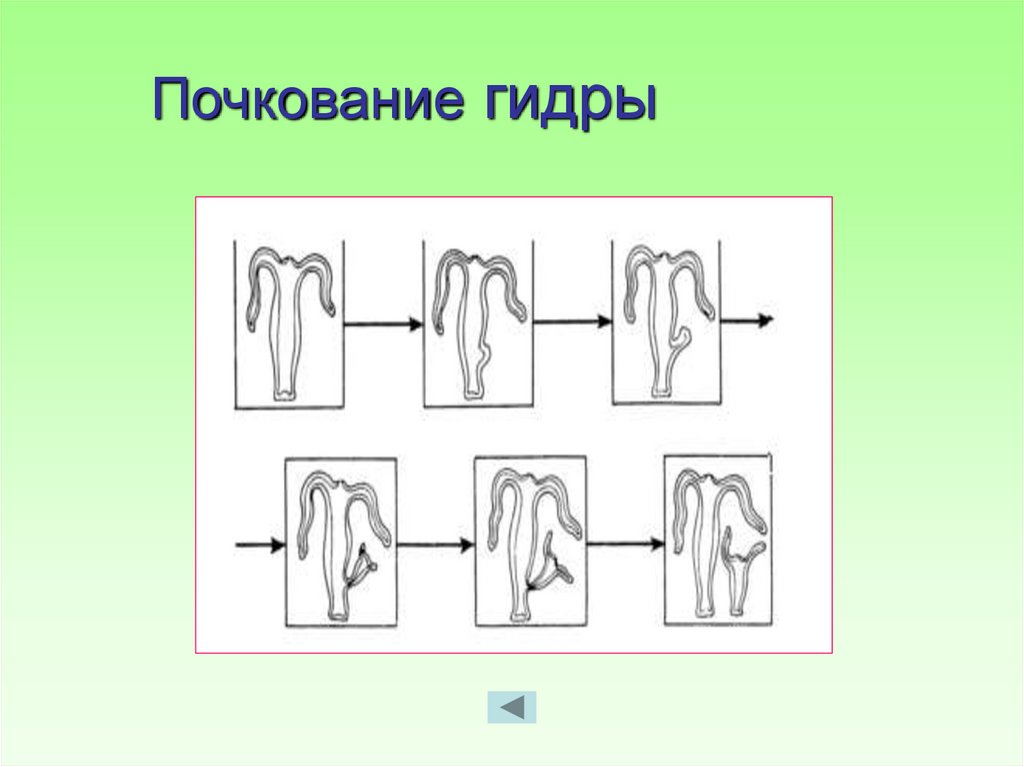 Размножение живых. Почкование гидры.