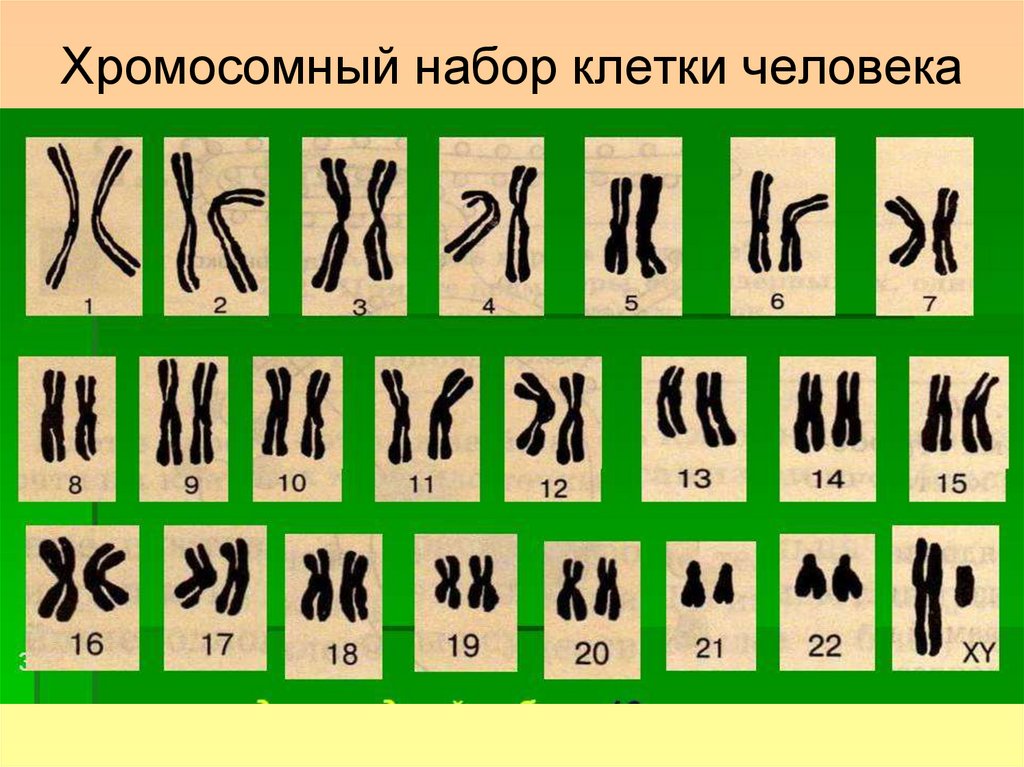 Хромосомный набор клетки человека