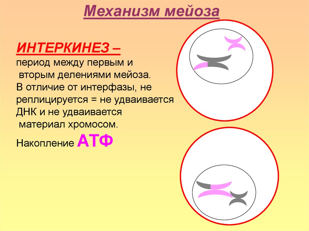Синдром Дауна - презентация онлайн