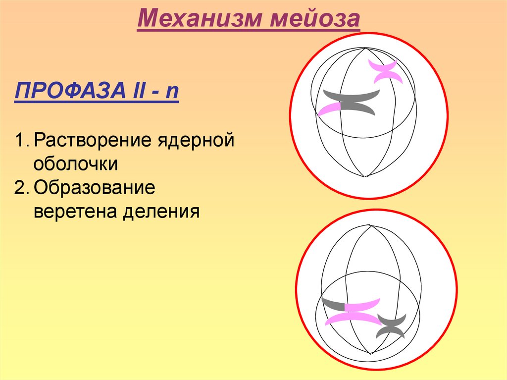 Мейоз профаза. Профаза мейоза 2. Мейоз 2 профаза 2. Профаза мейоза. Растворение ядерной оболочки мейоз.