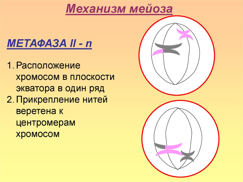 Метафаза мейоза