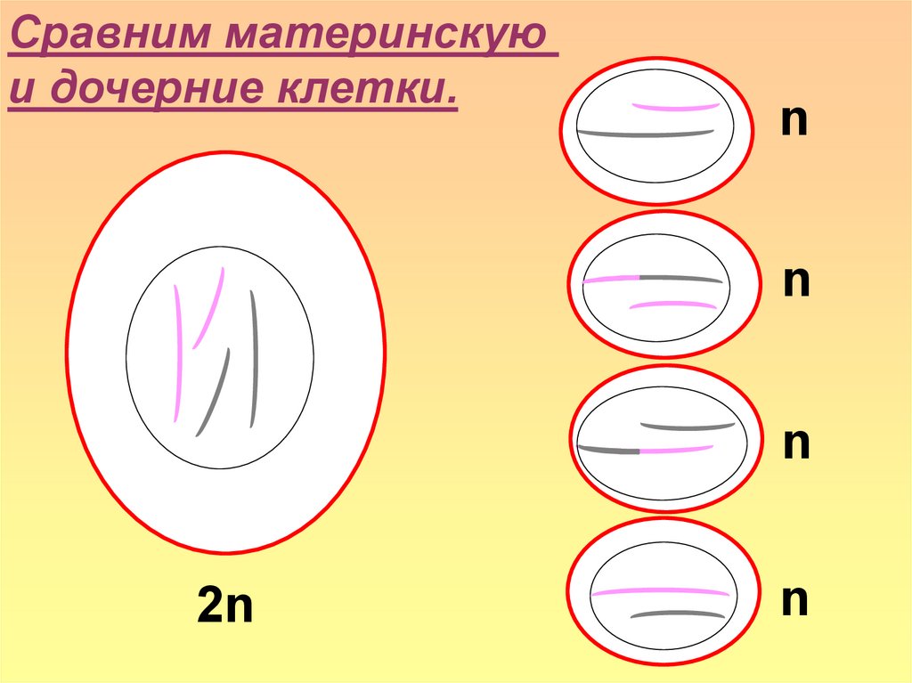 Дочерние клетки идентичны материнской. Материнская и дочерняя клетки. Дочерние клетки рисунок. Дочерние клетки — копии материнской. Дочерние клетки размером с материнскую?.