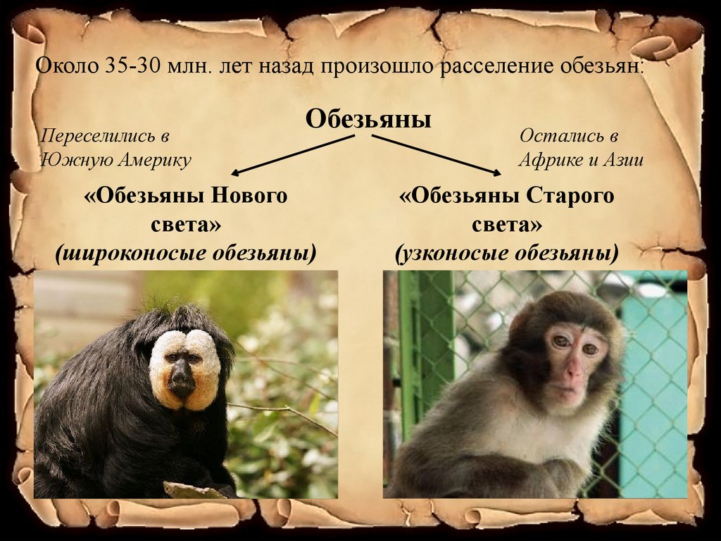 К обезьянам людям относят. Широконосые приматы. Широконосые и узконосые обезьяны. Широконосые приматы представители. Широконосые и узконосые обезьяны характеристика.