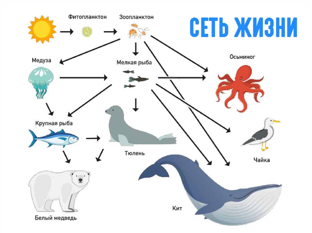 Зоопланктон трофический уровень. Пищевая цепь морских обитателей схема. Пищевая цепочка в море. Пищевая сеть океана. Пищевая цепь моря.