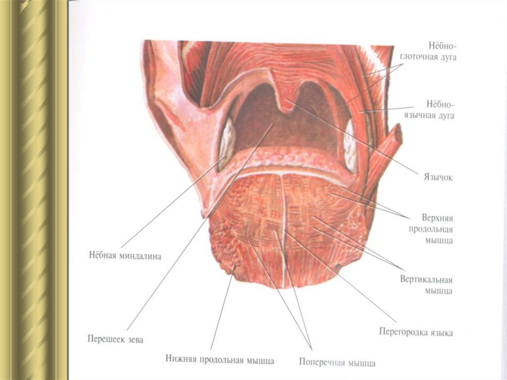 Зев. Строение зева анатомия. Небно-язычная дужка (мышца). Небно язычная мышца анатомия.
