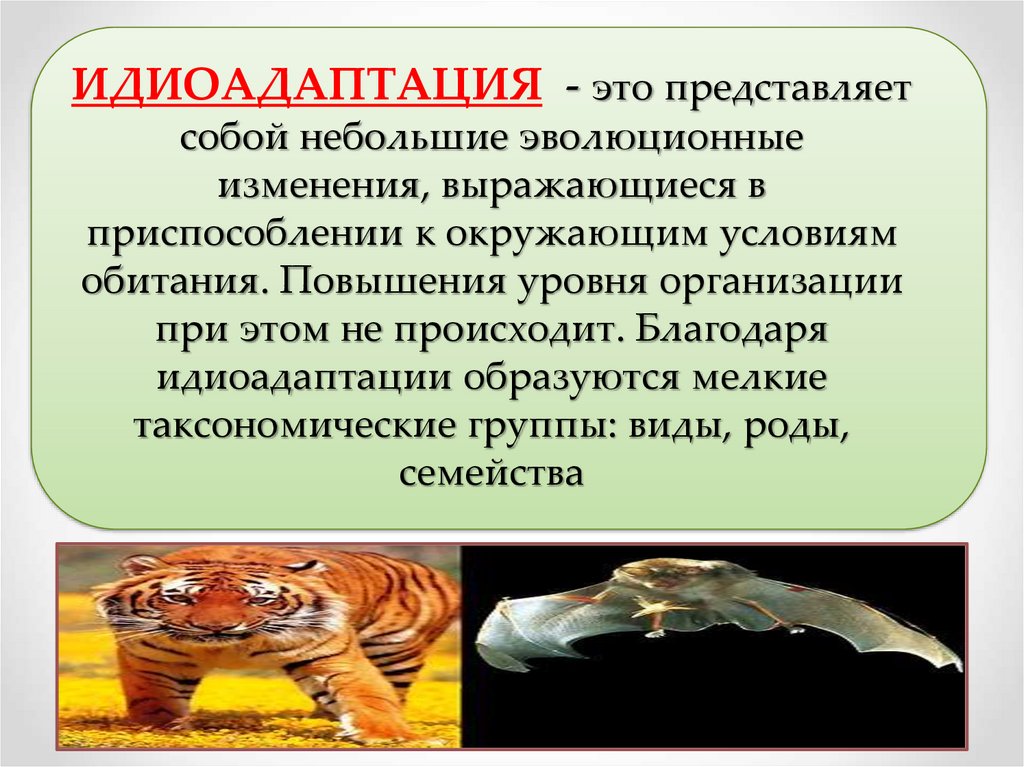 Идиоадаптация это в биологии. Идиоадаптация. Идиоадаптация у животных. Идиоадаптация примеры. Идиоадаптация это кратко.