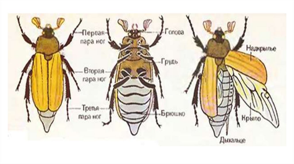 Строение насекомых жука. Хрущ Майский строение. Строение майского жука 7 класс биология. Внешнее строение майского хруща. Внутренне строение майского жука.