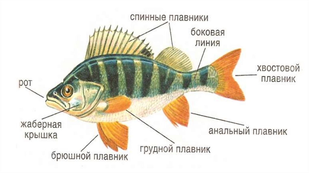 Рыба какой организм. Рыба Речной окунь строение. Внешнее строение карпообразных рыб. Внешнее и внутреннее строение карпообразных рыб. Внешнее строение рыбы 7 класс биология.