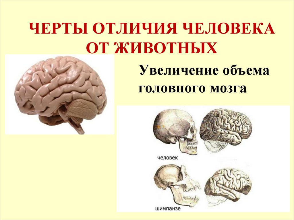 Черты отличающие. Объем головного мозга. Объем головного мозга современного человека. Черты отличающие человека от животного. Структура тела место человека в живой природе.