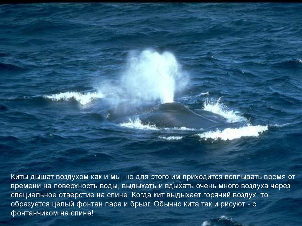 Киты дышат кислородом растворенным в воде. Синий кит дыхало фонтан. Голубой кит пускает фонтан. Кит дышит. Дыхание кита.