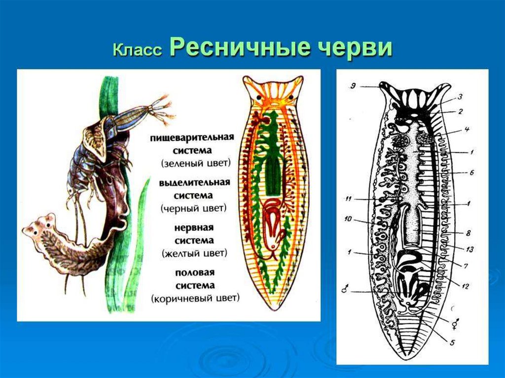 11 черви