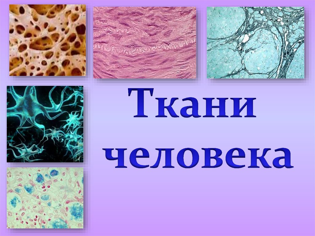 Группы тканей животных. Ткани человека. Типы тканей человека. Ткани биология. Ткани человека картинки.