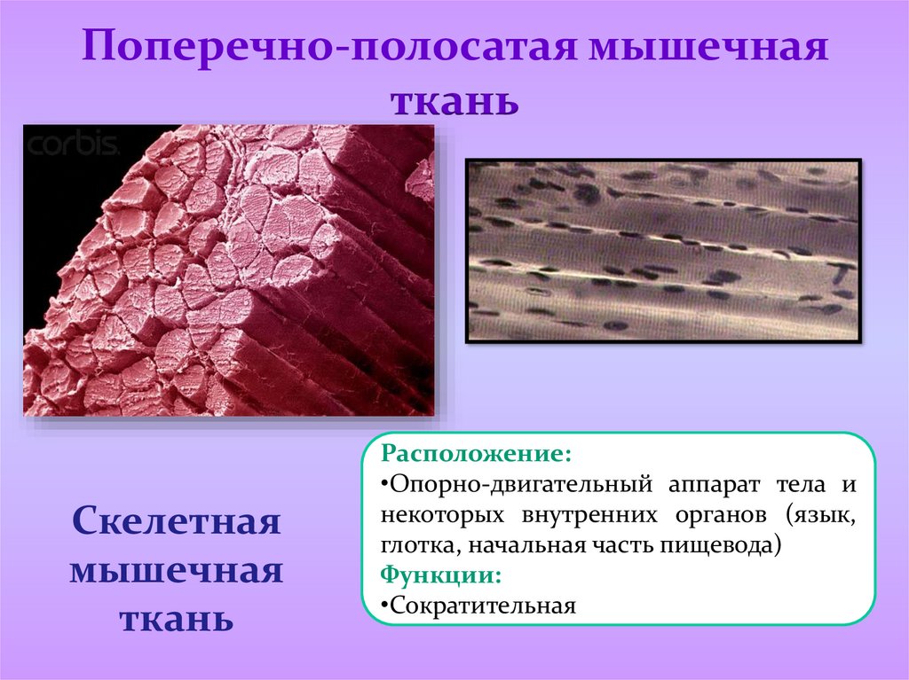 Особенности поперечно полосатой скелетной мышечной ткани