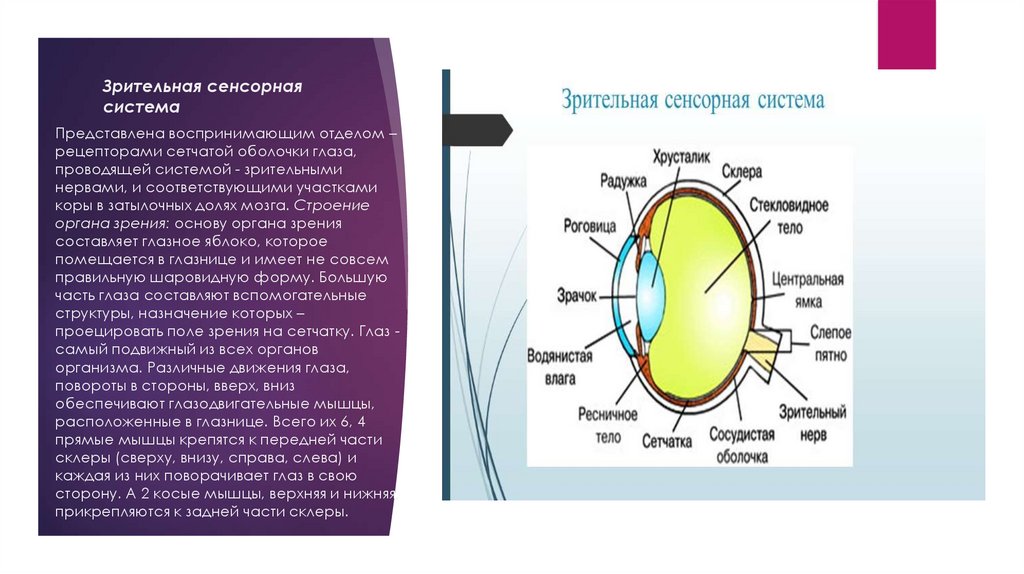 Зрительные рецепторы это. Рецепторы зрительной сенсорной системы. Анатомия и физиология зрительной сенсорной системы. Строение зрительной системы.
