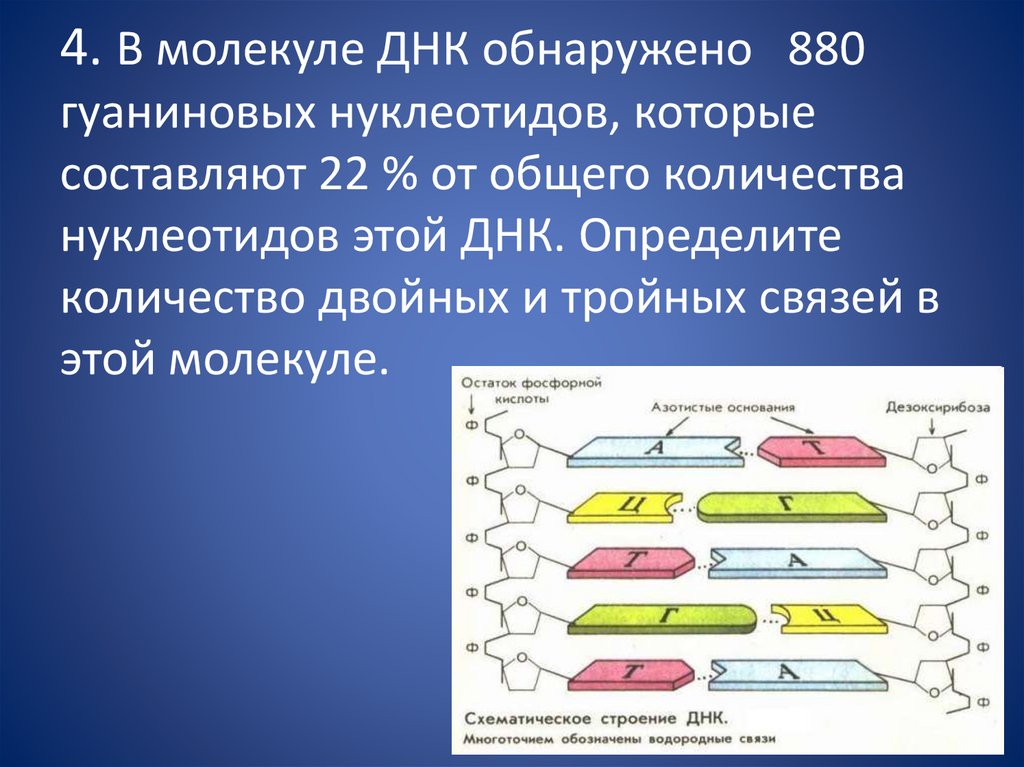 Расщепление биополимеров происходит в. Структурное строение биополимера ДНК. Молекула ДНК биополимер мономерами которого служат. Фрагмент молекулы биополимера. Расщепление биополимеров до мономеров.