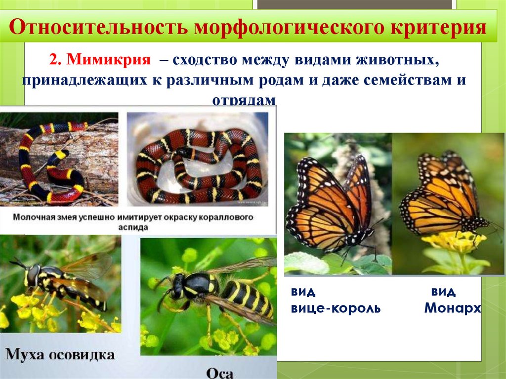 Мимикрия презентация 9 класс