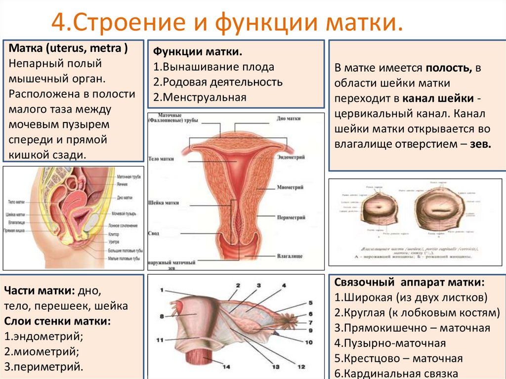 Женская половая система матка. Функции влагалища анатомия. Строение матки. Женской половой системы. Матка строение и функции.