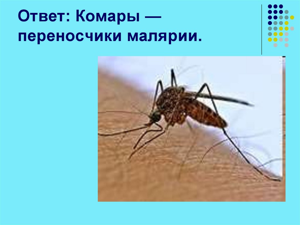 Почему комар пищит