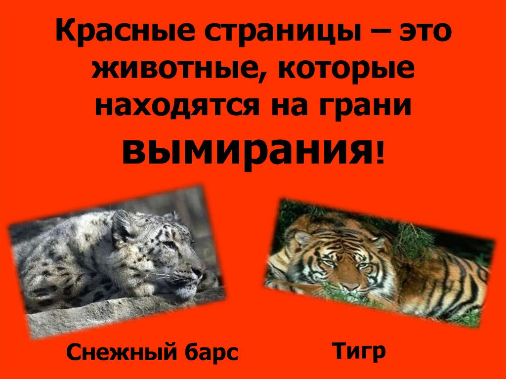 Находятся на грани вымирания. Животных из красной книги. Страницы из красной книги животные. Красные страницы из красной книги. Красные страницы красной книги животные.