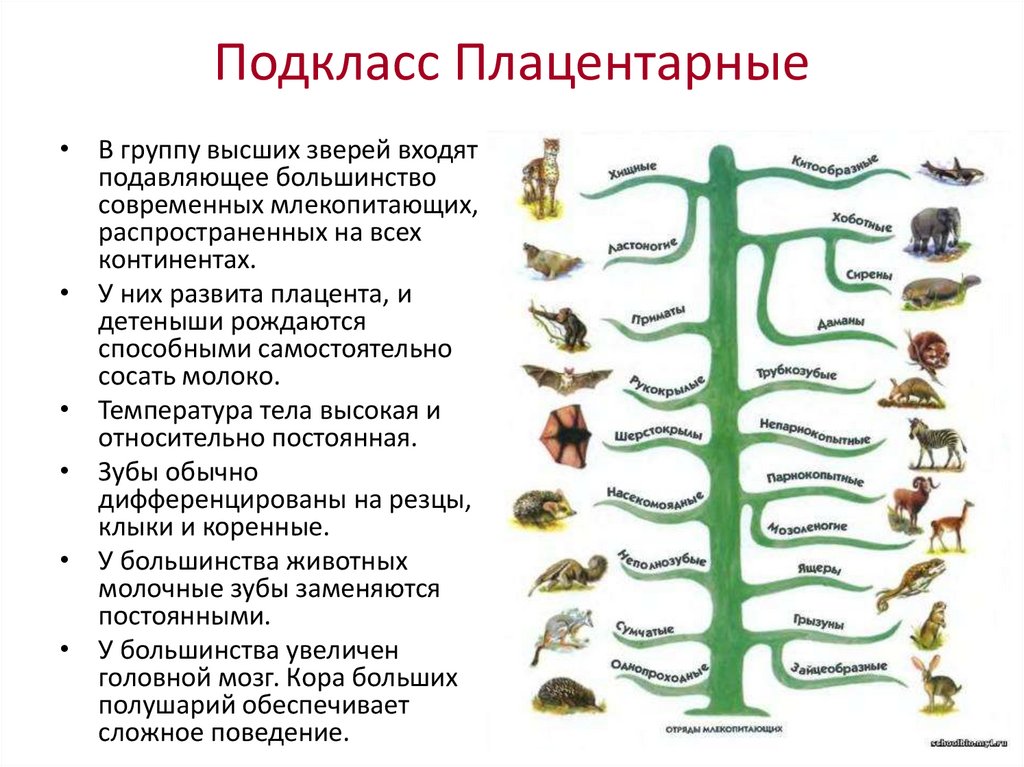 Презентация происхождение и разнообразие млекопитающих 7 класс константинов