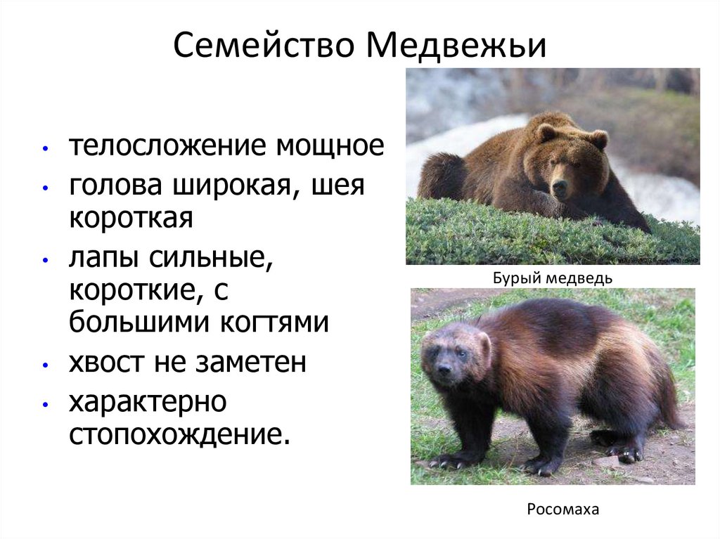 Bear характеристика