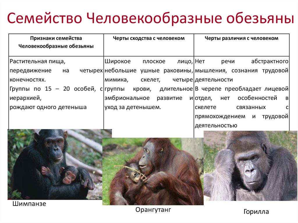 Перечислите человекообразных обезьян