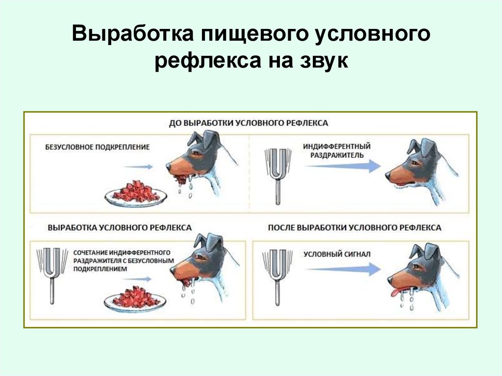 Выработка условного рефлекса. Условные и безусловные раздражители примеры. Выработка условной двигательной реакции на звук. Условный раздражитель пример.