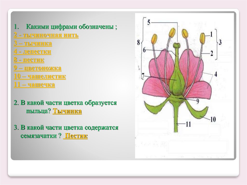 В какой части цветка протекает этот процесс. Части цветка. Какие части цветка обозначены цифрами. Обозначение частей цветка. Строение частей цветка.