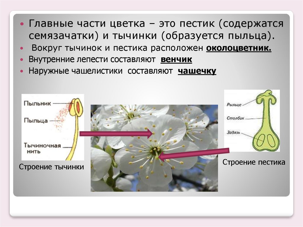 Две главные части цветка. Чашелистики пестик тычинка. Размножение растений пестик тычинка. Главные части цветка. Части цветка пестик и тычинка.