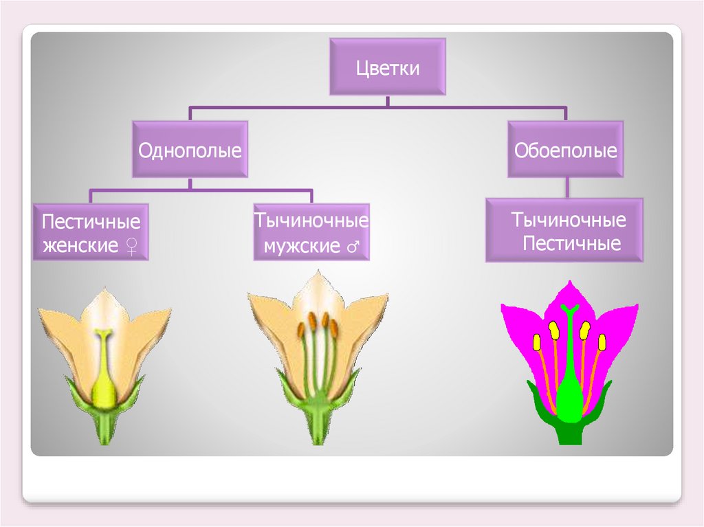 Какая ботаническая наука изучает опыление. Опыление цветков 6 класс биология. Типы опыления цветковых растений. Типы строения цветка. Типы опыления схема.