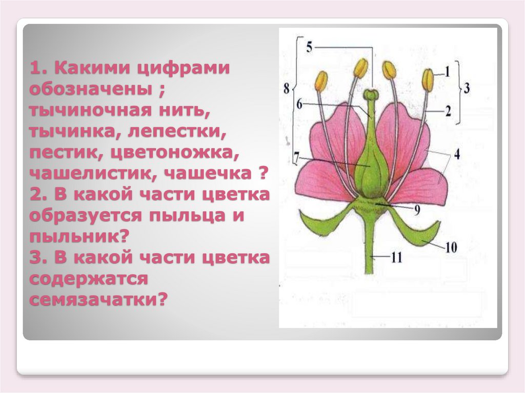 Каким номером обозначена. Чашелистики пестик тычинки венчик. Тычиночная нить у цветка. Строение цветка тычиночная нить. Пыльник тычиночная нить рыльце.