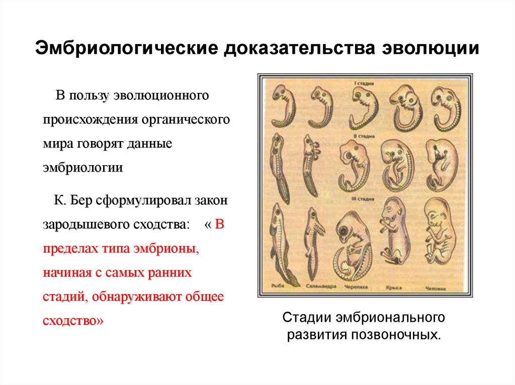 Доказательства животных. Эмбриологические док-ва эволюции. Эмбриология доказательства эволюции. Эмбриологические доказательства эволюции таблица. Эмбриологические свидетельства эволюции.