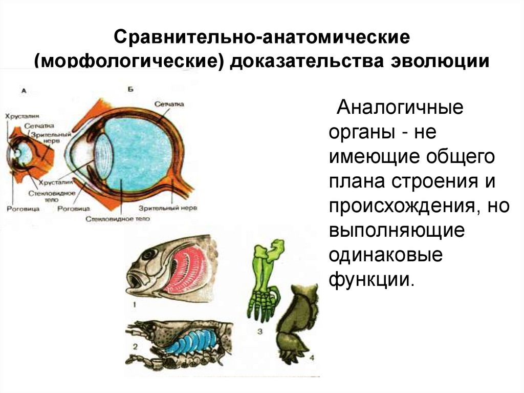 О чем свидетельствует общий план строения органов разных организмов