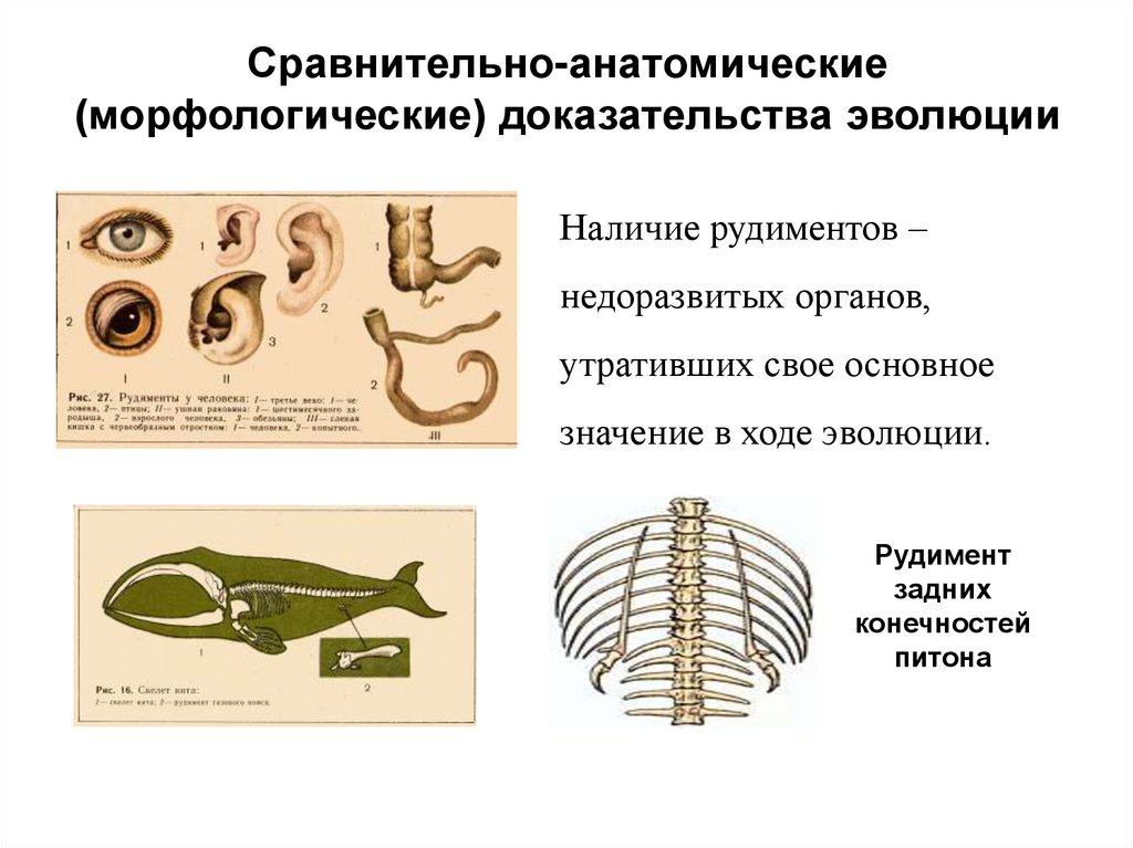 Задние конечности питона. Рудимент в скелете человека. Рудименты доказательства эволюции. Рудиментарные органы питона. Сравнительно-морфологические доказательства эволюции рудименты.