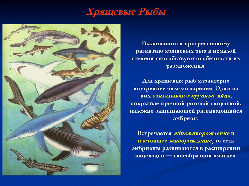 Тип развития щуки. Основные систематические группы рыб 7. Группы хрящевых рыб. Класс хрящевые рыбы рыбы. Костные рыбы и хрящевые рыбы.